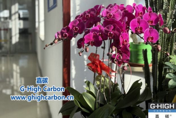 蝴蝶蘭綻活力，政企情暖新春